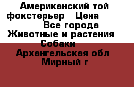 Американский той фокстерьер › Цена ­ 25 000 - Все города Животные и растения » Собаки   . Архангельская обл.,Мирный г.